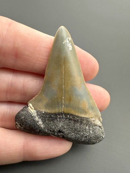 Fossil tooth of a mako shark (Isurus hastalis) 4,4cm – North Carolina, USA