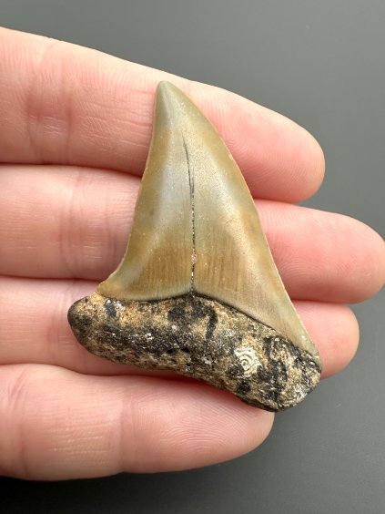 Fossil tooth of a mako shark (Isurus hastalis) 4cm – North Carolina, USA