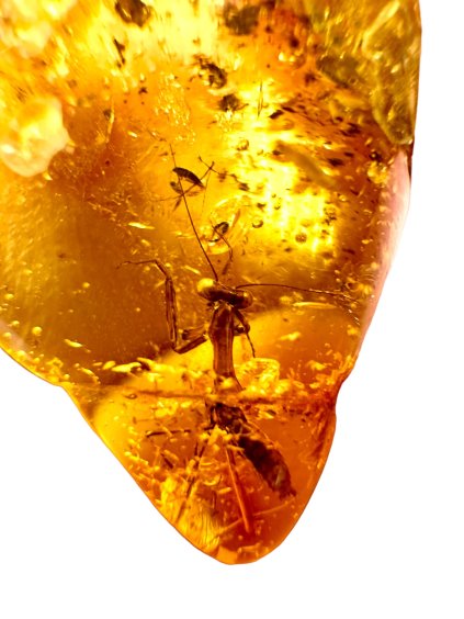 Mantis in amber – Rivne, Ukraine