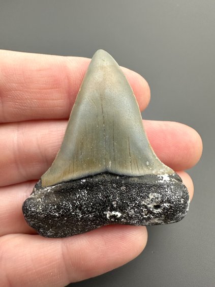 Fossil tooth of a mako shark (Isurus hastalis) 4,4cm – North Carolina, USA