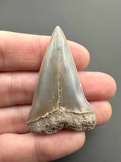 Fosilní zub žraloka mako (Isurus hastalis) – Severní Karolína, USA