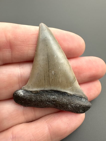 Fosilní zub žraloka mako (Isurus hastalis) 3,9cm – Severní Karolína, USA