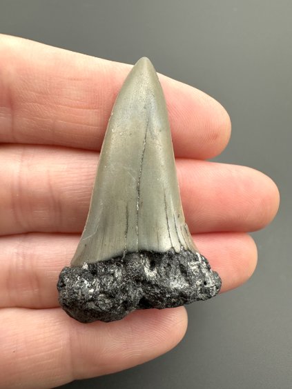 Fosilní zub žraloka mako (Isurus hastalis) 4,1cm – Severní Karolína, USA