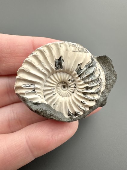 Ammonite Pleuroceras 3,9cm – Buttenheim, Bavaria, Germany