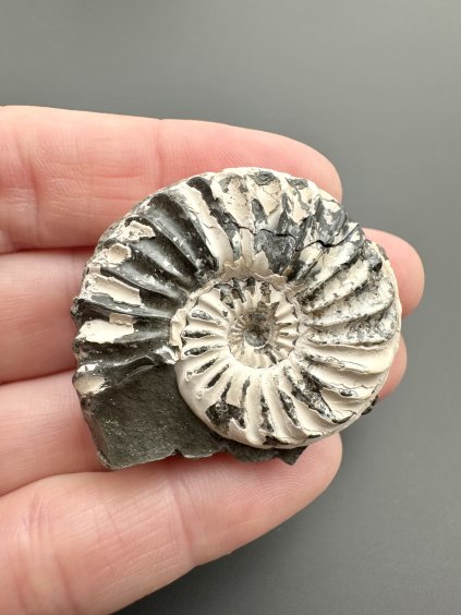 Ammonite Pleuroceras 3,6cm – Buttenheim, Bavaria, Germany