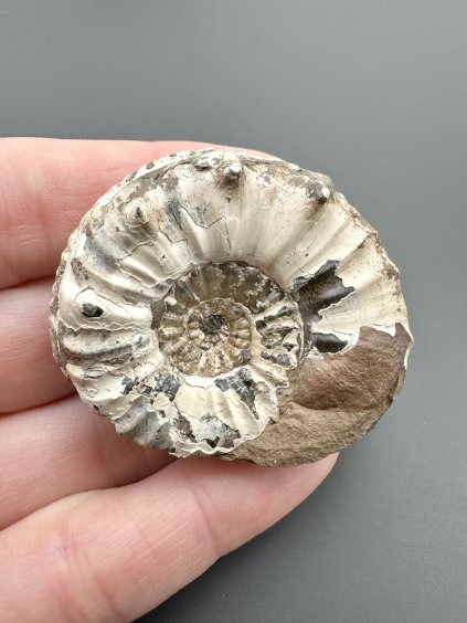Ammonite Pleuroceras 4,4cm – Buttenheim, Bavaria, Germany
