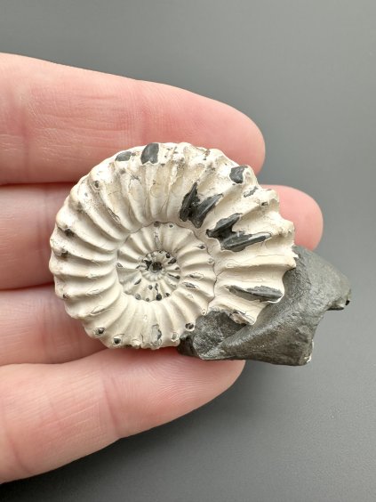 Ammonite Pleuroceras 4,2cm – Buttenheim, Bavaria, Germany