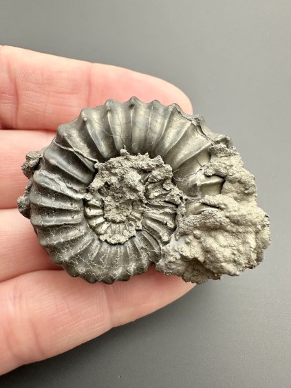 Ammonit Pleuroceras 4,3cm – Buttenheim, Bayern, Deutschland