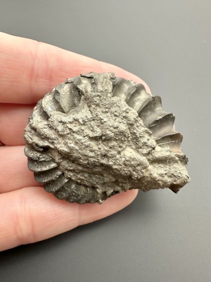 Ammonit Pleuroceras 4,7cm – Buttenheim, Bayern, Deutschland