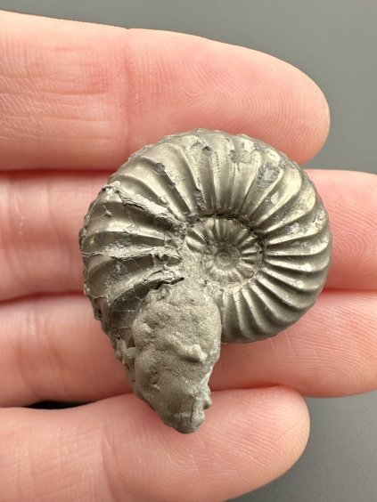 Ammonite Pleuroceras 3cm – Buttenheim, Bavaria, Germany
