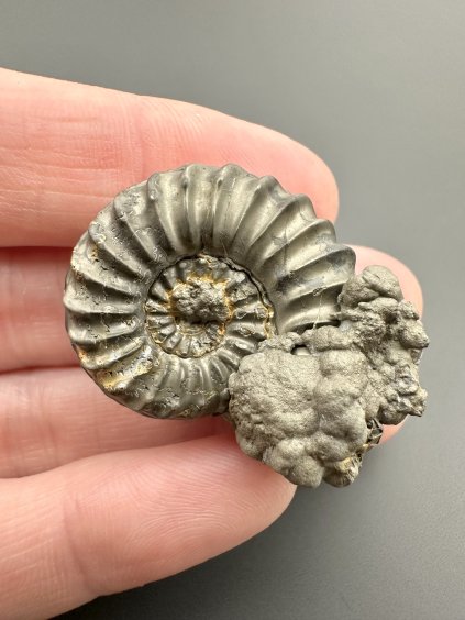 Ammonite Pleuroceras 3,1cm – Buttenheim, Bavaria, Germany