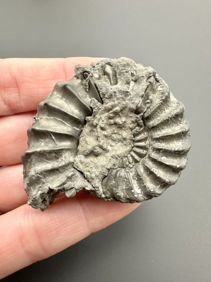 Amonit Pleuroceras 4,7cm – Buttenheim, Bavorsko, Německo