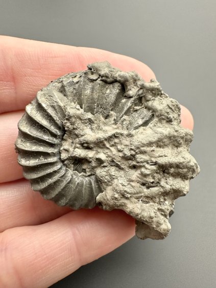 Ammonit Pleuroceras 4,1cm – Buttenheim, Bayern, Deutschland