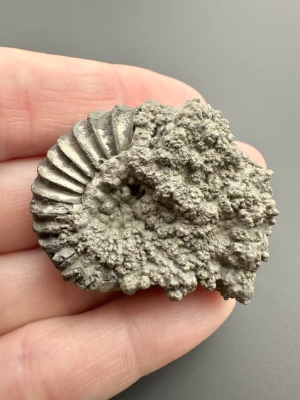 Ammonite Pleuroceras 3,8cm – Buttenheim, Bavaria, Germany