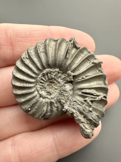 Amonit Pleuroceras 3,7cm – Buttenheim, Bavorsko, Německo