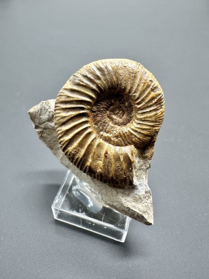 Ammonite Pleuroceras – Staffelstein, Bavaria, Germany