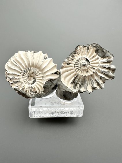 Ammonite Pleuroceras (pair – positive and negative side) – Buttenheim, Bavaria, Germany