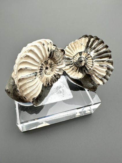 Amonit Pleuroceras (pár – pozitiv a negativ) 4,3cm a 3,6cm – Buttenheim, Bavorsko, Německo