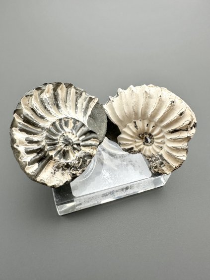 Amonit Pleuroceras (pár – pozitiv a negativ) 3,6cm a 3,5cm – Buttenheim, Bavorsko, Německo