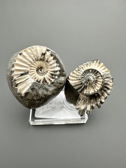 Amonit Pleuroceras (pár – pozitiv a negativ) 3,9cm a 3,2cm – Buttenheim, Bavorsko, Německo