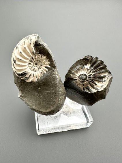 Ammonite Pleuroceras (pair – positive and negative side) 4,5cm and 3,1cm – Buttenheim, Bavaria, Germany