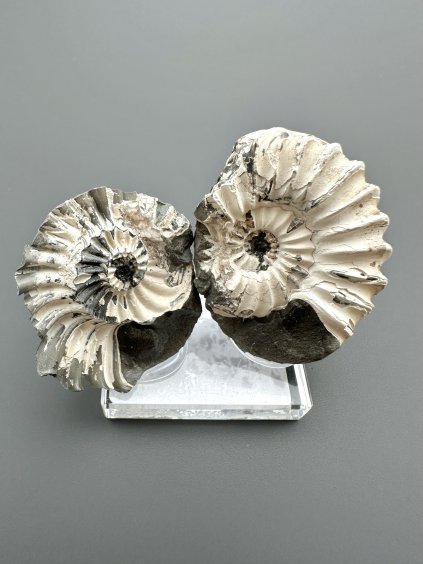 Amonit Pleuroceras (pár – pozitiv a negativ) 3,7cm a 3cm – Buttenheim, Bavorsko, Německo