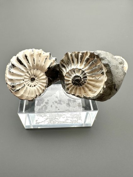 Ammonit Pleuroceras (Paar – positive und negative Seite) 3,2cm und 3,6cm – Buttenheim, Bayern, Deutschland