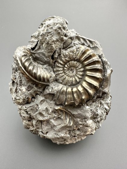 Amonit Pleuroceras – Buttenheim, Bavorsko, Německo
