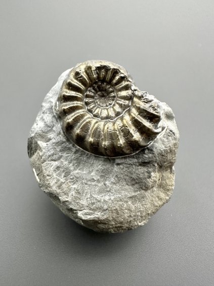 Ammonit Pleuroceras 3,3cm – Buttenheim, Bayern, Deutschland