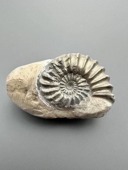 Ammonit Pleuroceras 5,8cm – Buttenheim, Bayern, Deutschland