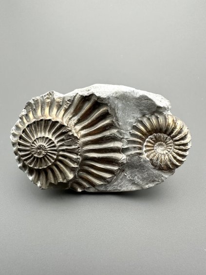 Ammonit Pleuroceras – Buttenheim, Bayern, Deutschland