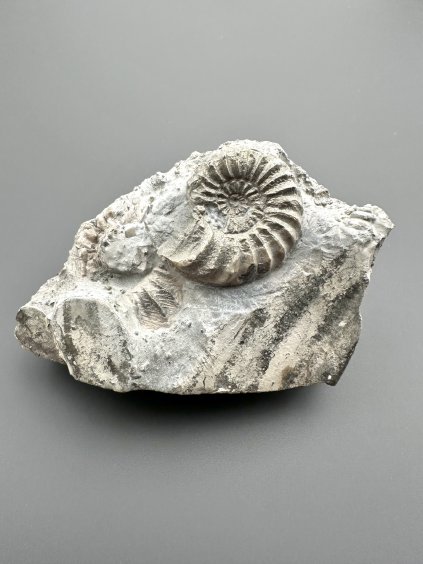 Ammonit Pleuroceras 8,7cm – Buttenheim, Bayern, Deutschland