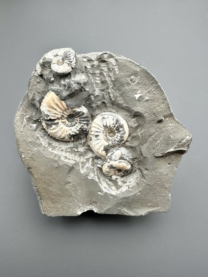 Amonit Pleuroceras transiens 9,2cm – Staffelstein, Bavorsko, Německo