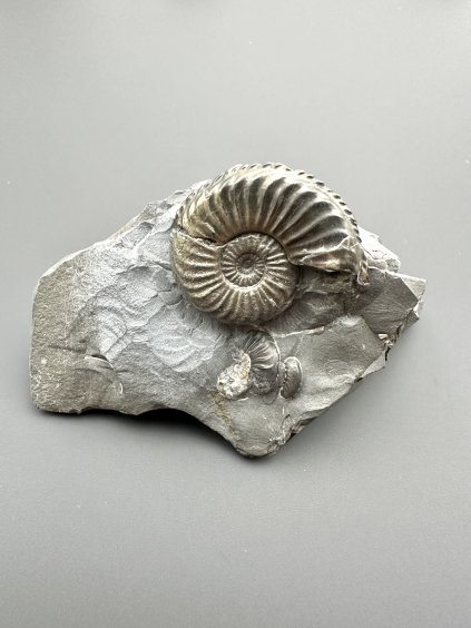 Ammonite Pleuroceras transiens 9,3cm – Staffelstein, Bavaria, Germany