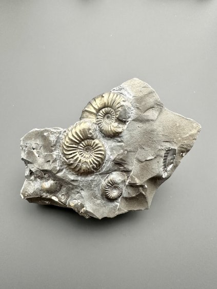 Amonit Pleuroceras transiens 9,3cm – Staffelstein, Bavorsko, Německo