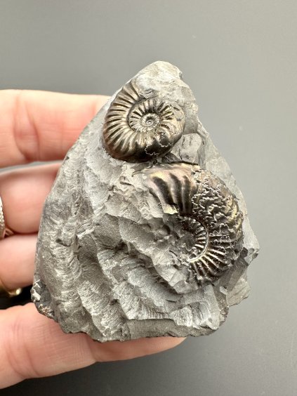 Amonit Pleuroceras transiens – Staffelstein, Bavorsko, Německo