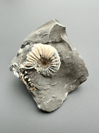 Amonit Pleuroceras transiens – Staffelstein, Bavorsko, Německo