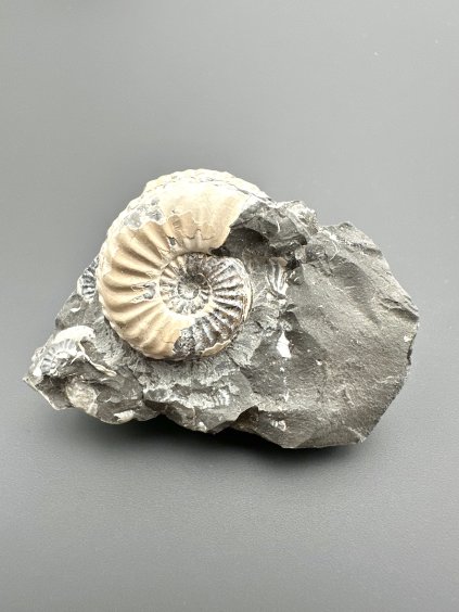 Ammonite Pleuroceras transiens 5,8cm – Staffelstein, Bavaria, Germany