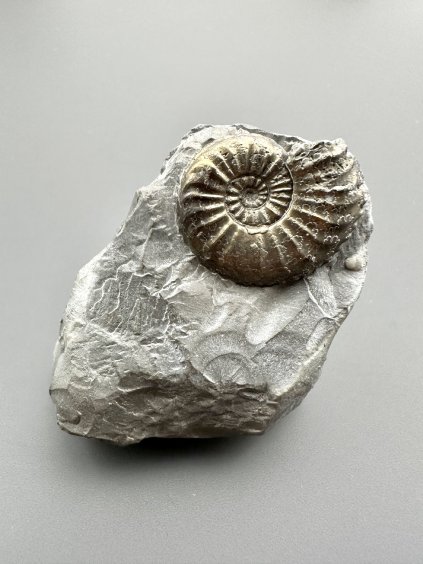 Amonit Pleuroceras transiens 4,8cm – Staffelstein, Bavorsko, Německo