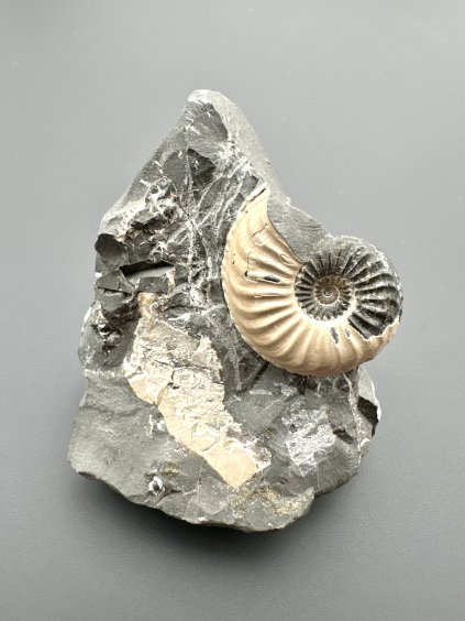 Amonit Pleuroceras transiens 4,9cm – Staffelstein, Bavorsko, Německo