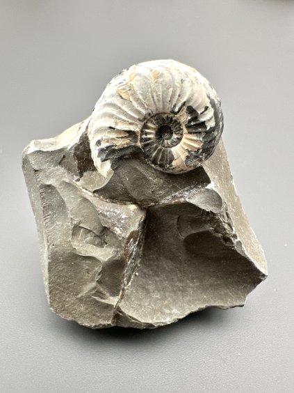 Amonit Pleuroceras transiens 4,7cm – Staffelstein, Bavorsko, Německo