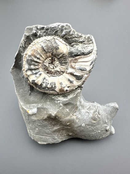 Ammonite Pleuroceras transiens 10,3cm – Staffelstein, Bavaria, Germany