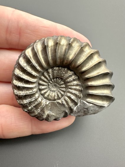 Ammonit Pleuroceras 4,3cm – Unterstürming, Bayern, Deutschland