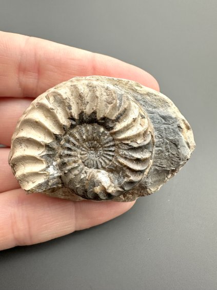 Amonit Pleuroceras 4,8cm – Unterstürming, Bavorsko, Německo