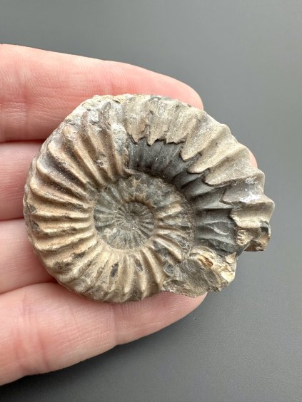 Amonit Pleuroceras 4,4cm – Unterstürming, Bavorsko, Německo