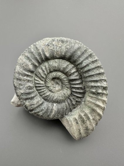 Amonit Orthosphinctes 7,7cm – Gräfenberg, Bavorsko, Německo