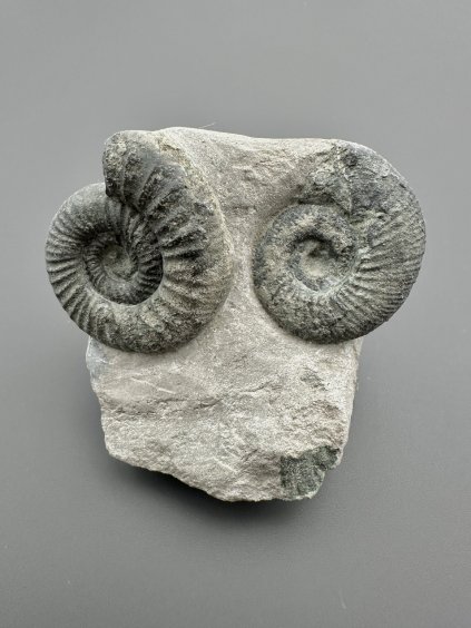 Amonit Orthosphinctes 5,7cm – Gräfenberg, Bavorsko, Německo