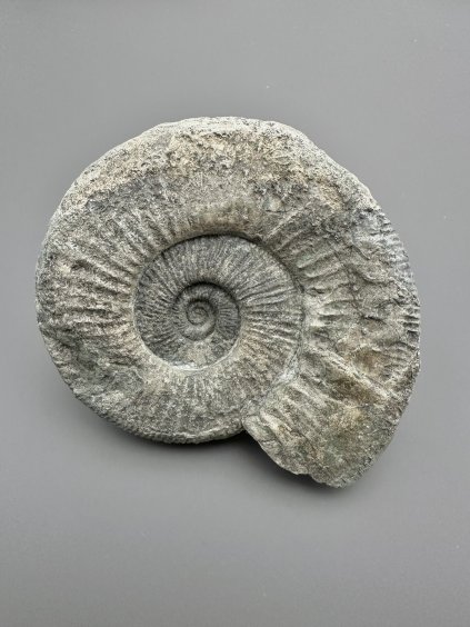 Ammonit Orthosphinctes – Gräfenberg, Bayern, Deutschland