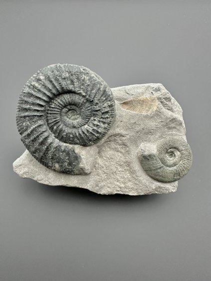 Amonit Orthosphinctes 12,3cm – Gräfenberg, Bavorsko, Německo