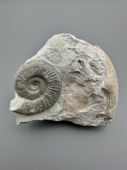 Amonit Orthosphinctes 9,4cm – Gräfenberg, Bavorsko, Německo